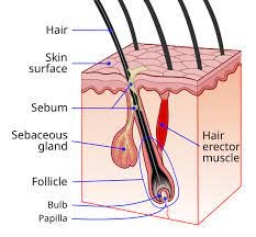 Creation of sebum